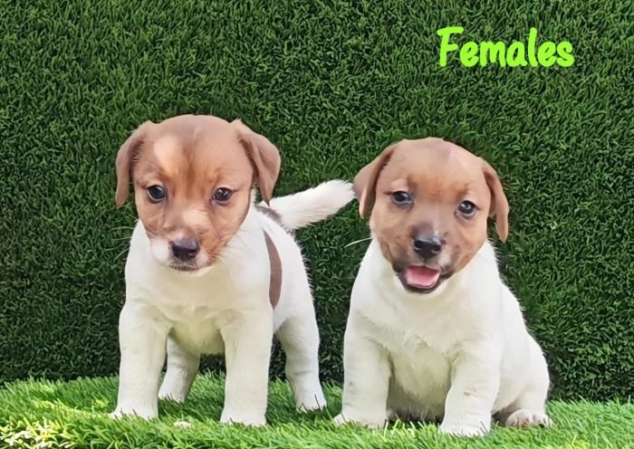 DogsIndia.com - Jack Russell Terrier - Crossfields - Easwaramoorthy