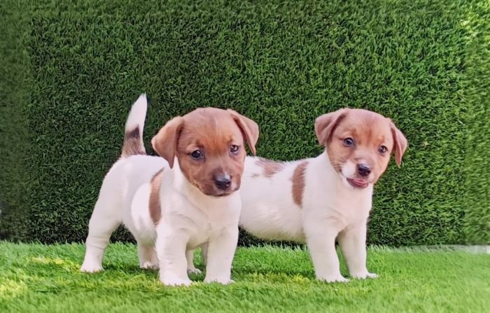 DogsIndia.com - Jack Russell Terrier - Crossfields - Easwaramoorthy
