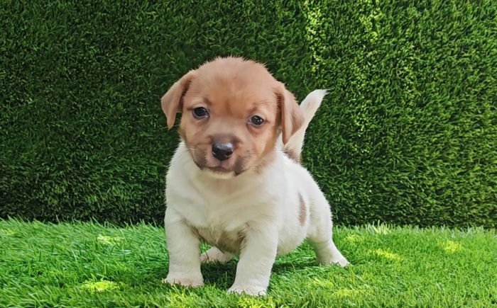 DogsIndia.com - Jack Russell Terrier - Crossfields - Easwaramoorthy