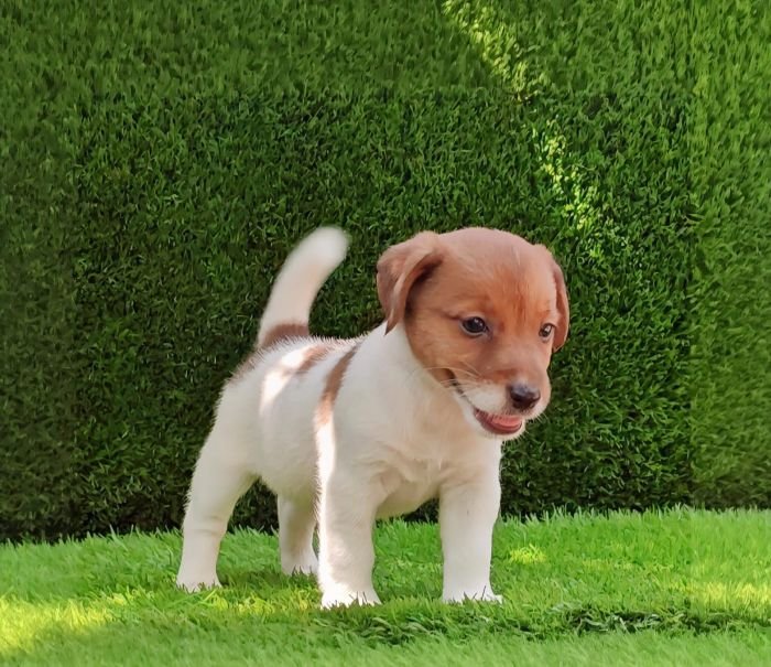 DogsIndia.com - Jack Russell Terrier - Crossfields - Easwaramoorthy