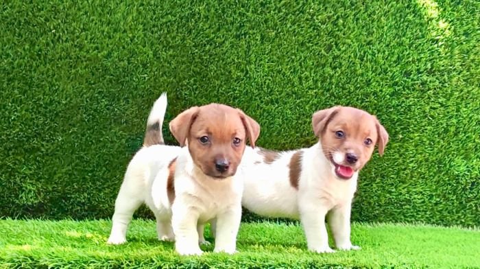 DogsIndia.com - Jack Russell Terrier - Crossfields - Easwaramoorthy