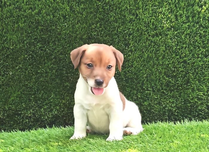 DogsIndia.com - Jack Russell Terrier - Crossfields - Easwaramoorthy