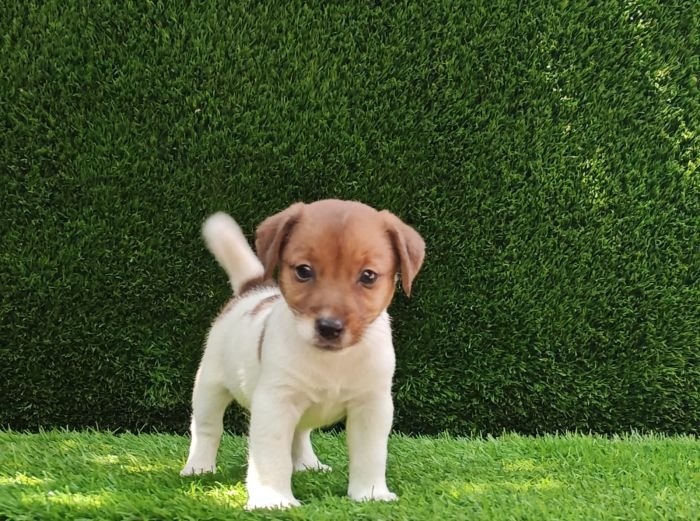 DogsIndia.com - Jack Russell Terrier - Crossfields - Easwaramoorthy