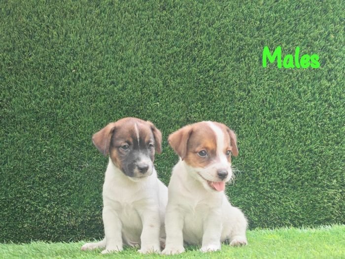 DogsIndia.com - Jack Russell Terrier - Crossfields - Easwaramoorthy