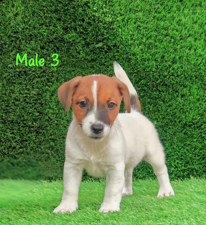 DogsIndia.com - Jack Russell Terrier - Crossfields - Easwaramoorthy