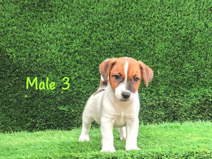 DogsIndia.com - Jack Russell Terrier - Crossfields - Easwaramoorthy