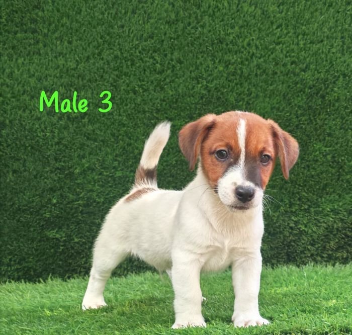 DogsIndia.com - Jack Russell Terrier - Crossfields - Easwaramoorthy