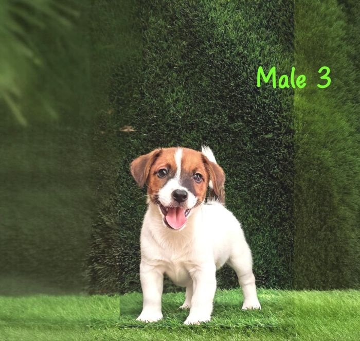 DogsIndia.com - Jack Russell Terrier - Crossfields - Easwaramoorthy