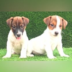 DogsIndia.com - Jack Russell Terrier - Crossfields - Easwaramoorthy
