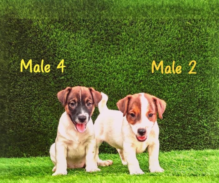 DogsIndia.com - Jack Russell Terrier - Crossfields - Easwaramoorthy