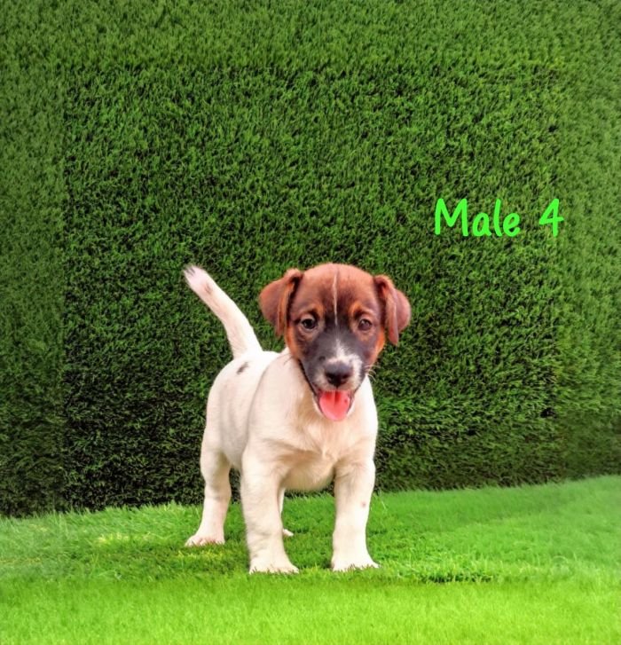 DogsIndia.com - Jack Russell Terrier - Crossfields - Easwaramoorthy