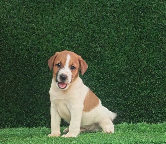 DogsIndia.com - Jack Russell Terrier - Crossfields - Easwaramoorthy