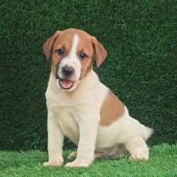 DogsIndia.com - Jack Russell Terrier - Crossfields - Easwaramoorthy