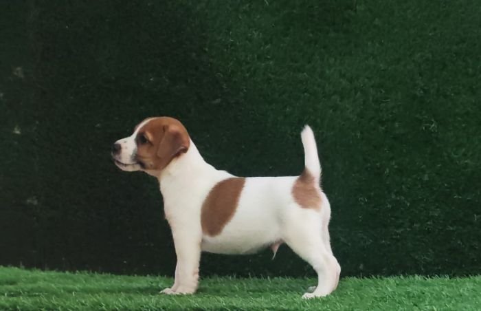 DogsIndia.com - Jack Russell Terrier - Crossfields - Easwaramoorthy