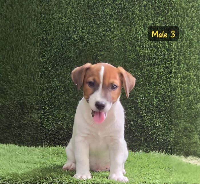 DogsIndia.com - Jack Russell Terrier - Crossfields - Easwaramoorthy