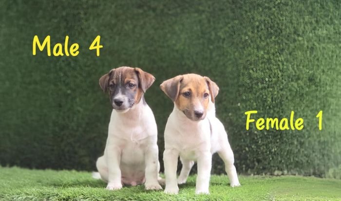 DogsIndia.com - Jack Russell Terrier - Crossfields - Easwaramoorthy