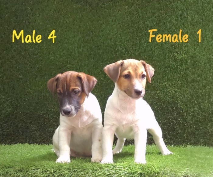 DogsIndia.com - Jack Russell Terrier - Crossfields - Easwaramoorthy