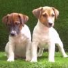 DogsIndia.com - Jack Russell Terrier - Crossfields - Easwaramoorthy