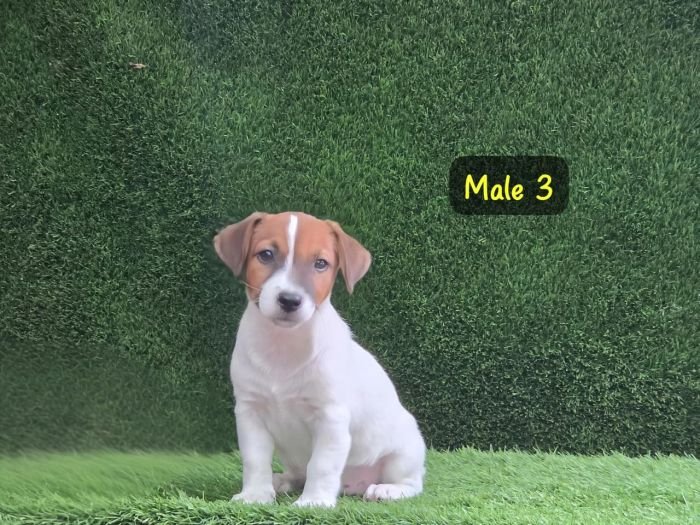 DogsIndia.com - Jack Russell Terrier - Crossfields - Easwaramoorthy