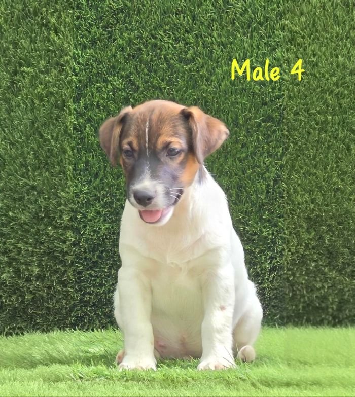 DogsIndia.com - Jack Russell Terrier - Crossfields - Easwaramoorthy