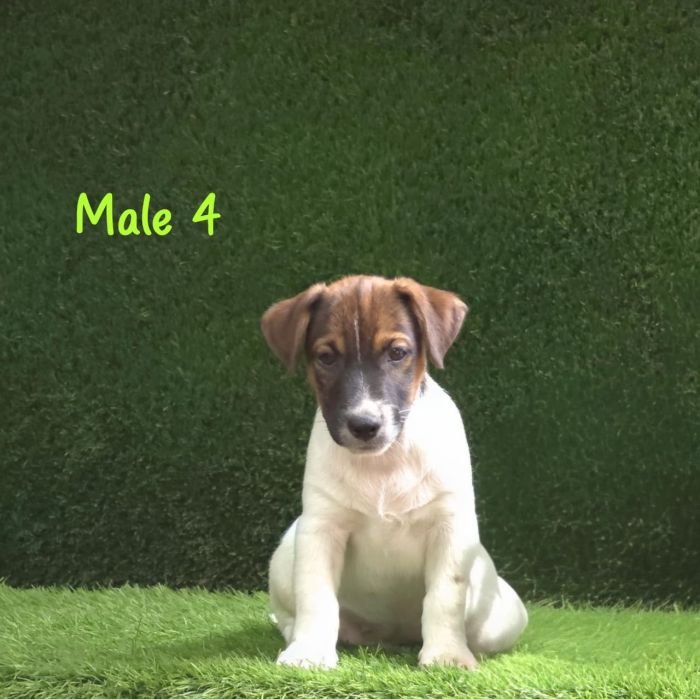 DogsIndia.com - Jack Russell Terrier - Crossfields - Easwaramoorthy