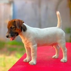 DogsIndia.com - Jack Russell Terrier - Crossfields - Easwaramoorthy