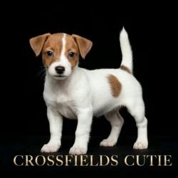 DogsIndia.com - Jack Russell Terrier - Crossfields