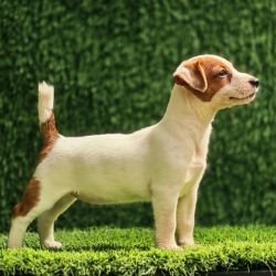 DogsIndia.com - Jack Russell Terrier - Crossfields