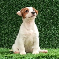 DogsIndia.com - Jack Russell Terrier - Crossfields