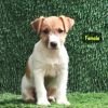 DogsIndia.com - Jack Russell Terrier - Crossfields