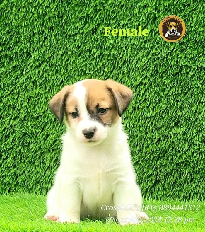 DogsIndia.com Jack Russell Terrier Crossfields