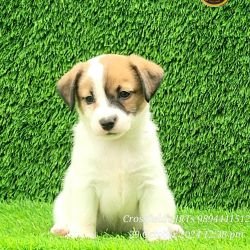 DogsIndia.com Jack Russell Terrier Crossfields