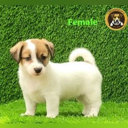 DogsIndia.com Jack Russell Terrier Crossfields