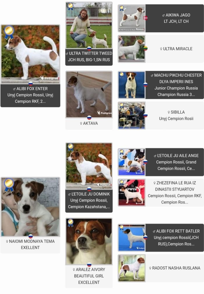 DogsIndia.com Jack Russell Terrier Crossfields