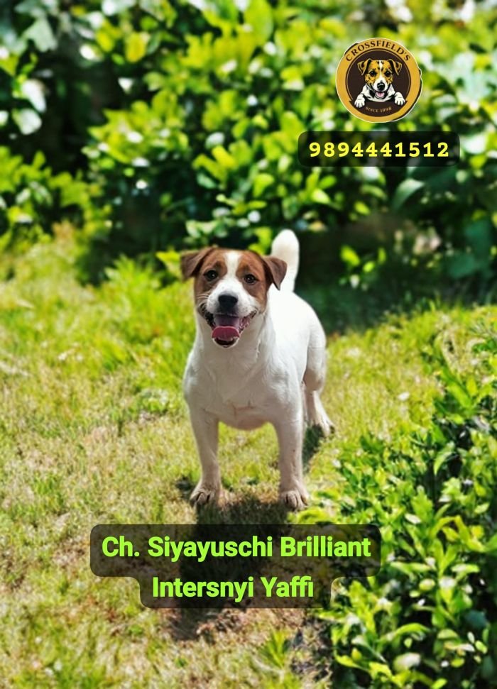 DogsIndia.com Jack Russell Terrier Crossfields