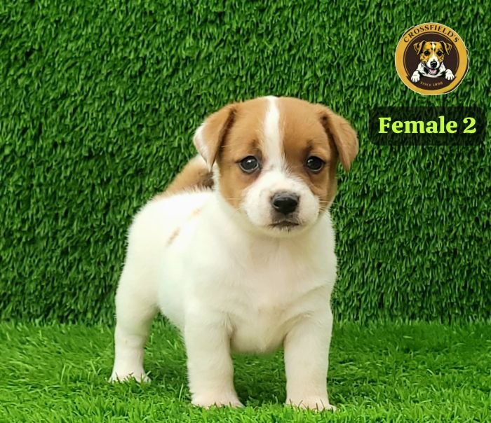 DogsIndia.com Jack Russell Terrier Crossfields