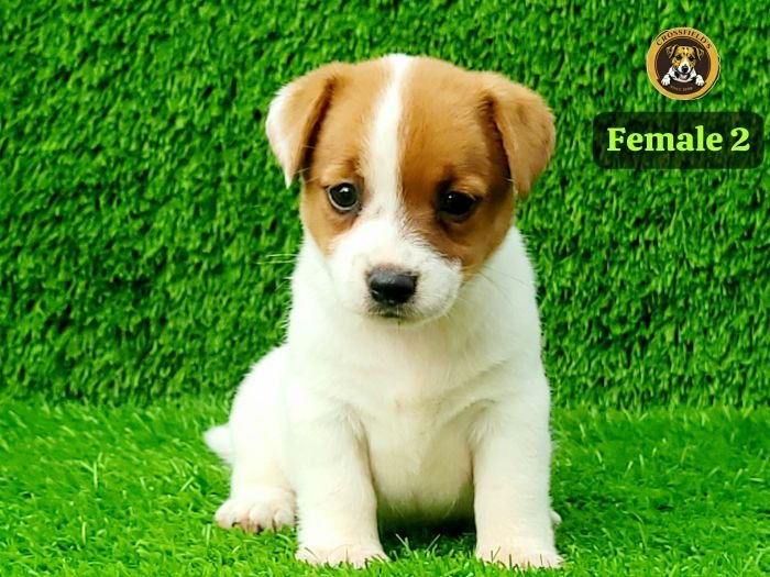 DogsIndia.com Jack Russell Terrier Crossfields