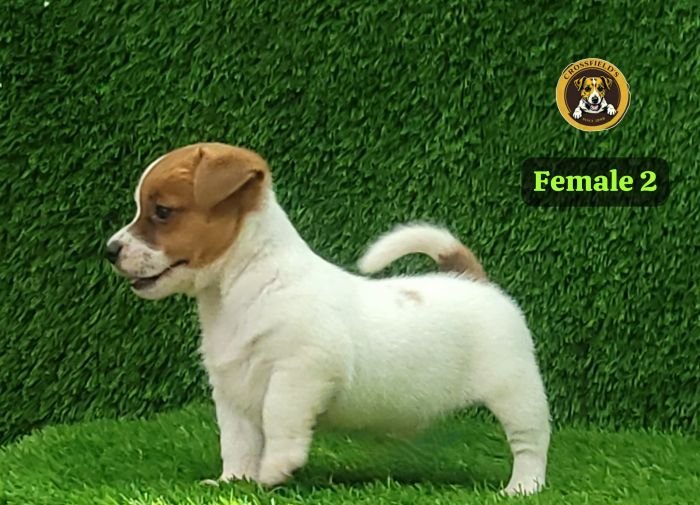 DogsIndia.com Jack Russell Terrier Crossfields