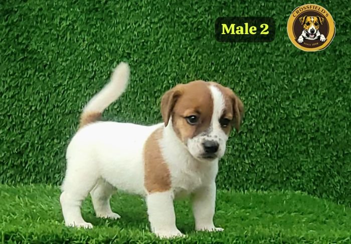 DogsIndia.com Jack Russell Terrier Crossfields