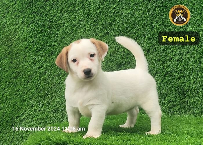 DogsIndia.com Jack Russell Terrier Crossfields