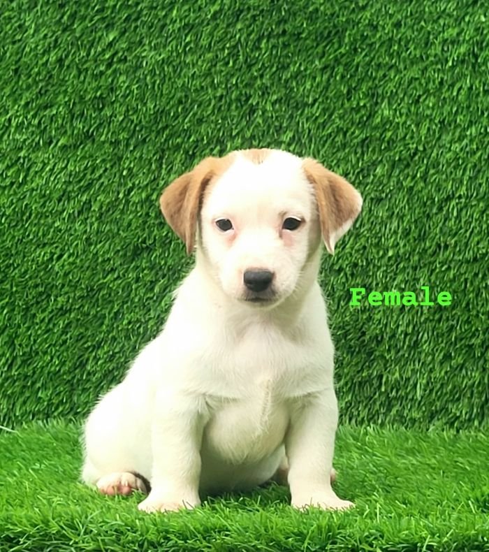 DogsIndia.com Jack Russell Terrier Crossfields