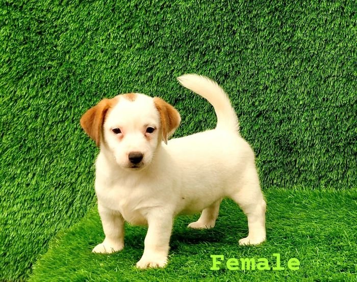 DogsIndia.com Jack Russell Terrier Crossfields