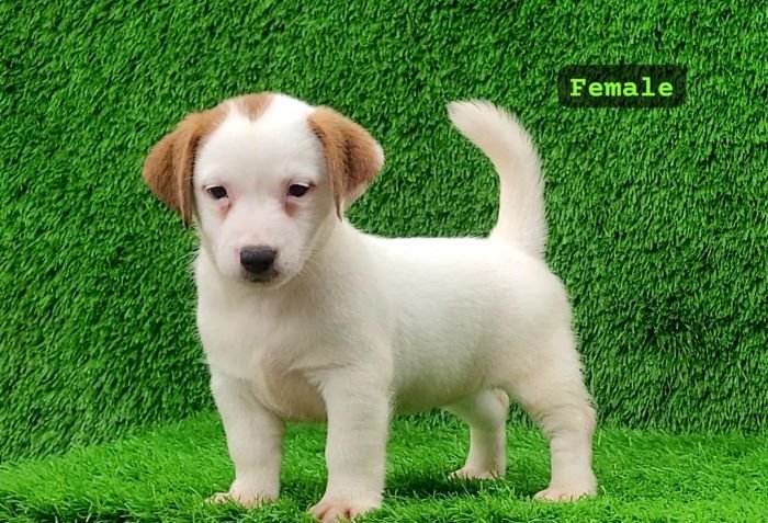 DogsIndia.com Jack Russell Terrier Crossfields