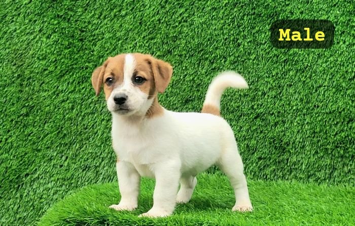 DogsIndia.com Jack Russell Terrier Crossfields