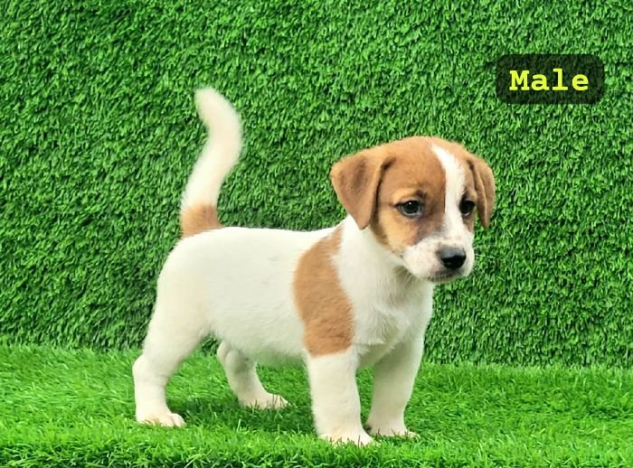 DogsIndia.com Jack Russell Terrier Crossfields