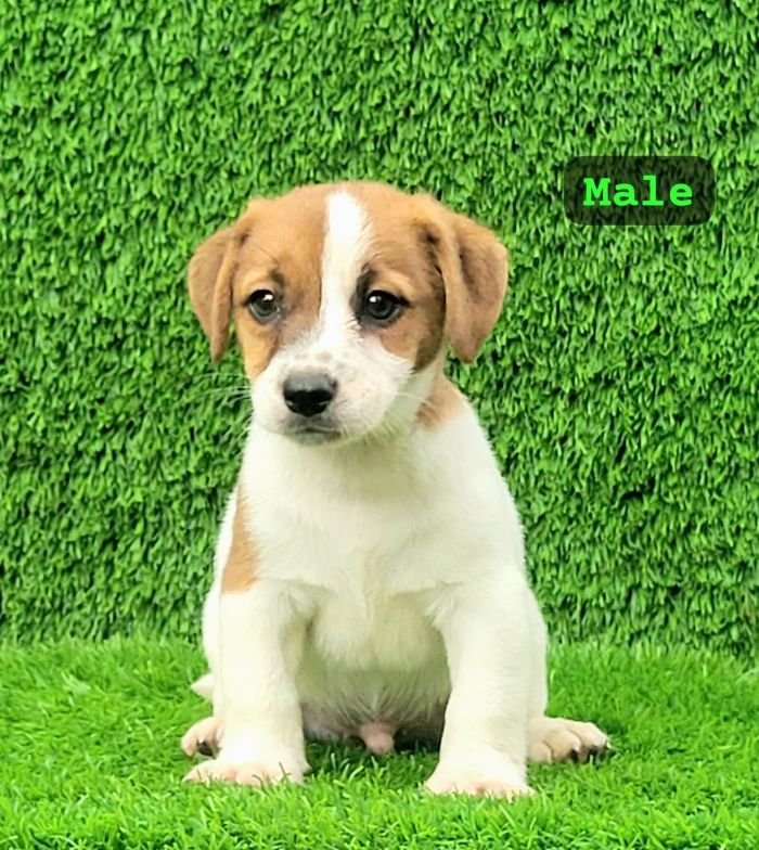 DogsIndia.com Jack Russell Terrier Crossfields