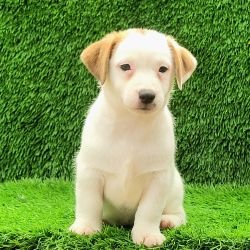 DogsIndia.com Jack Russell Terrier Crossfields