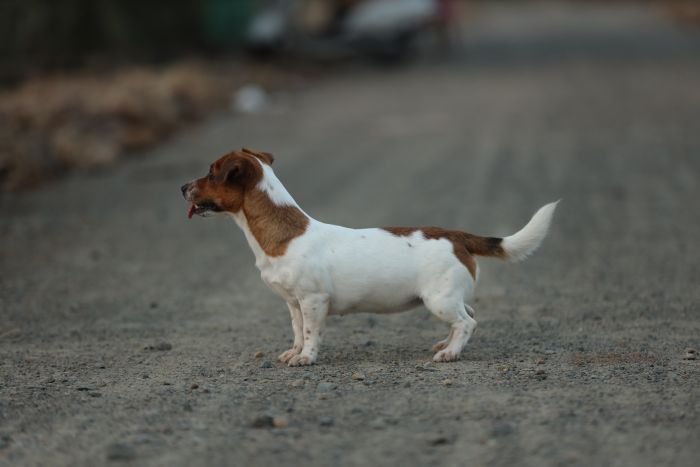 DogsIndia.com - Jack Russell Terrier - Wings of Desire