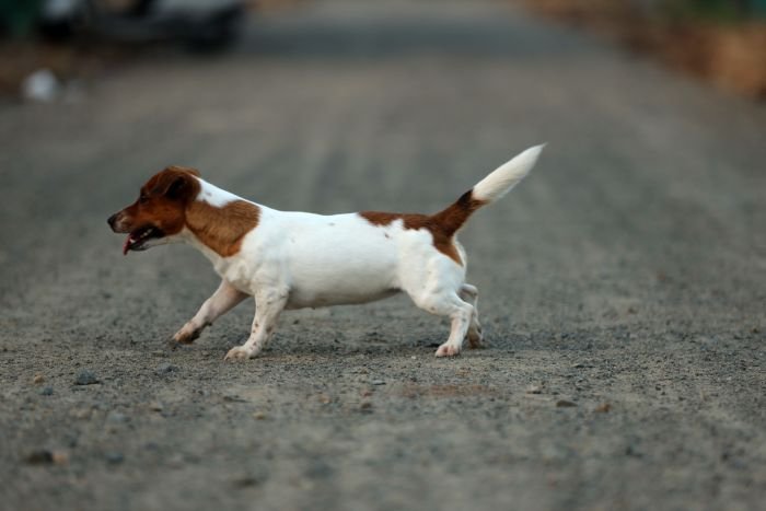 DogsIndia.com - Jack Russell Terrier - Wings of Desire