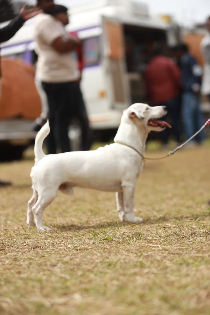 DogsIndia.com - Jack Russell Terrier - Wings of Desire